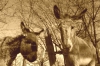 Dos simpticos burros en zugarramurdi (navarra)