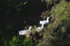 Trio de patos blancos en loyola
