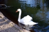 El cisne de ayete