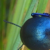 Escarabajo azul
