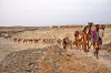 Carabanas de camellos