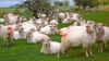Revaos de ovejas