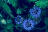 Flores azuladas