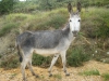 Burrito "platero" comiendo