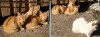 Felinos recin nacidos en un pueblecito leons