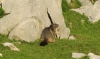 Marmota despistada