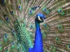 Pavo real