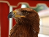 Aguila imperial