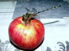 La tentacin de la manzana