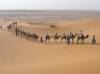 Caravana de dromedarios en marruecos