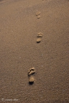 Caminando por la arena