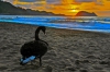 Cisne en la playa de zarautz