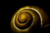 Fibonachi