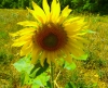 Helianthus annuus