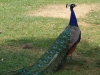 Pavo real