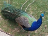 Pavo real