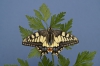 Papilio.