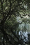 La fontona ruente (cantabria)