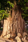 Ficus gigante