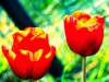 Los tulipanes