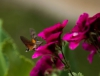 Mariposa esfinge colibr