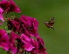 Mariposa esfinge colibr