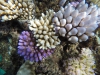 Barrera coral
