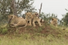 Crias de leon aburridas