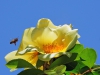 La rosa y la abeja