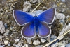 Mariposa azul ( maculinea rebeli)