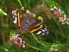 Linda mariposa