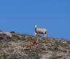 El cuento del sarrio y la oveja