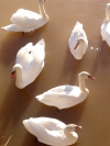 Grupo de cisnes