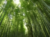 Bosque de bamb