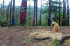 Gato y bosque observando.