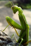 Alienihena mantis