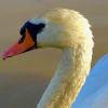 Cisne blanca
