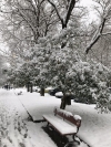 Avenida de tolosa nevada