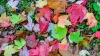 Colorido de hojas
