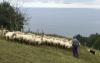 El pastor llevando a las ovejas