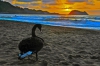 Cisne en la playa de zarautz