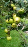 Sagarra manzana