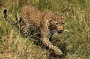 Leopardo en busca de comida