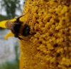 Al rico polen