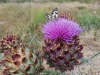 Cuando fotografiaba flores se present la mariposa pidiendo su posado veraniego