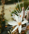 Flor de ibiza