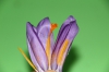 Flor del azafran