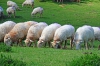 Cada oveja con su pareja