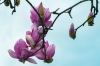 Flores de magnolia