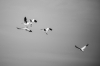 El vuelo de los pelcanos